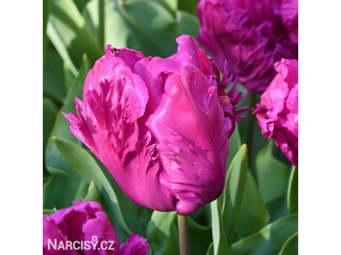 fialovy tulipan parrot prince 4