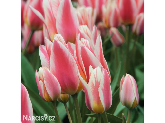 biloruzovy vicekvety tulipan quebec 3
