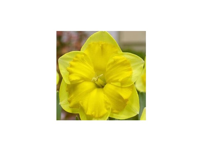 Narcis Prodigious 1