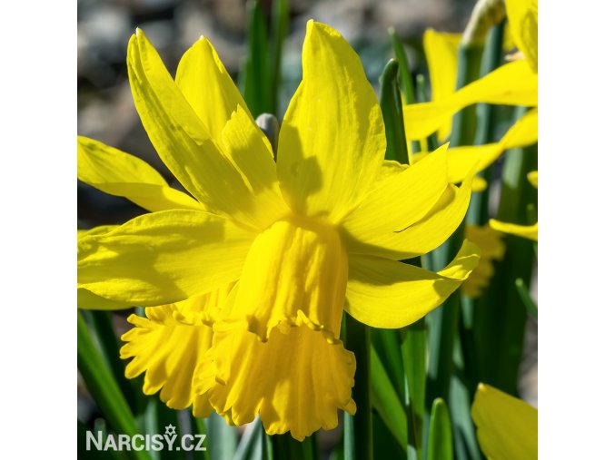 žlutý narcis february gold 1