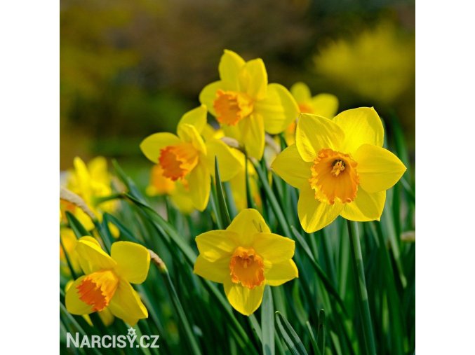 žlutooranžový narcis fortune 1
