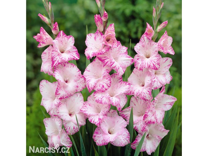 biloruzovy mecik Gladiol My Love 1