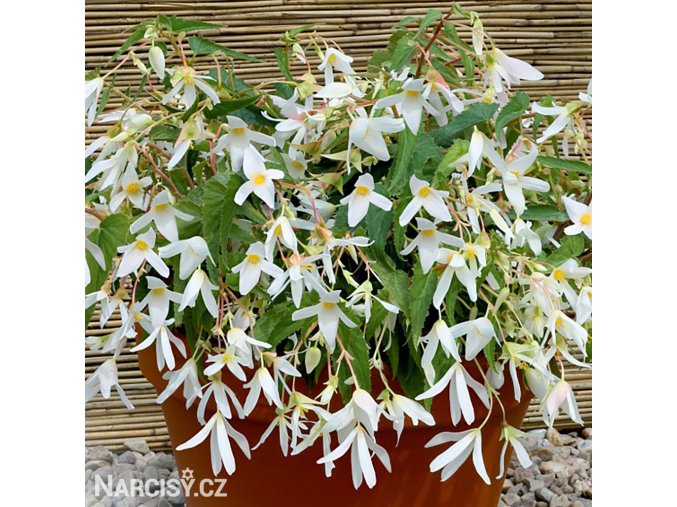 bila Begonie Santa Barbara 5