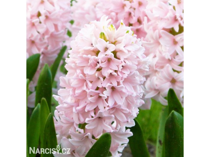 hyacint china pink 1