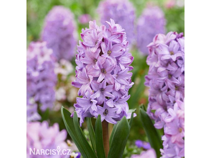 fialovy hyacint purple star 1