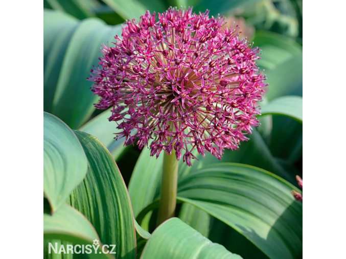 Allium karataviense Red Giant Star1 kik4 74