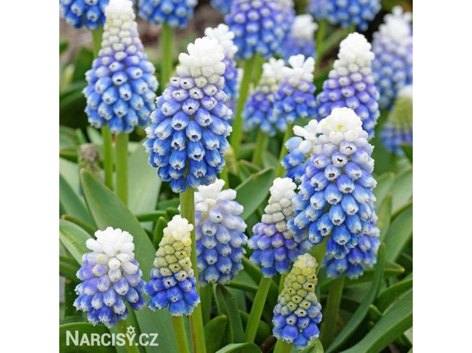 modrenec muscari mountain lady 1