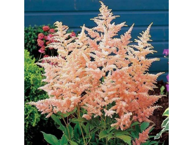 Astilbe Pink 3