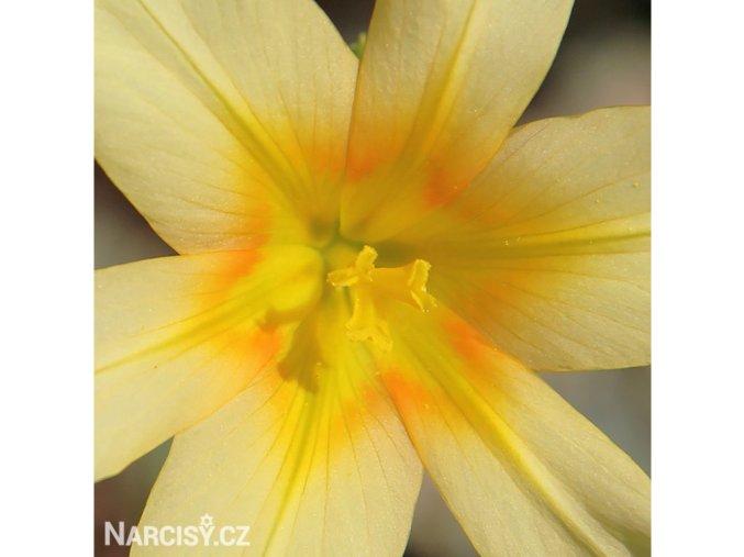 Homeria Yellow 1
