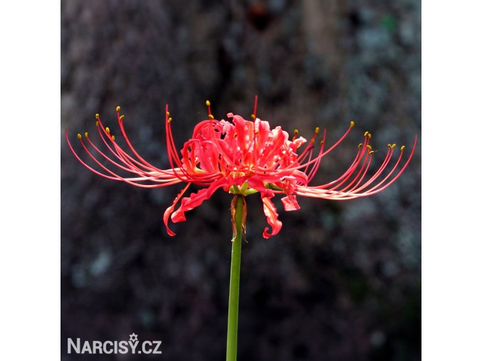 cervena pavouci lilie lycoris 1