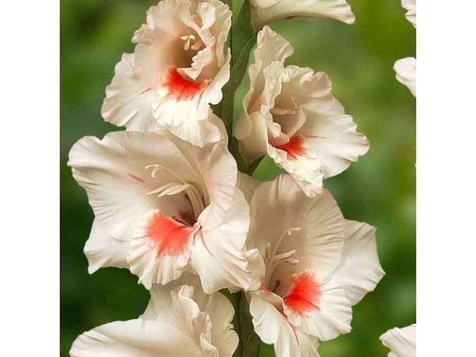 Gladiol Ajax 02