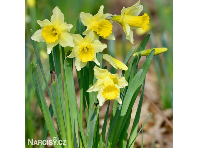 žlutý narcis lobularis 1