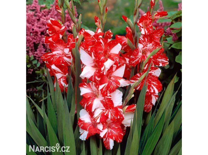 cervenobily mecik gladiolus zizanie 1