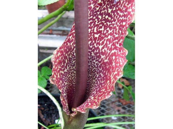Sauromatum 1