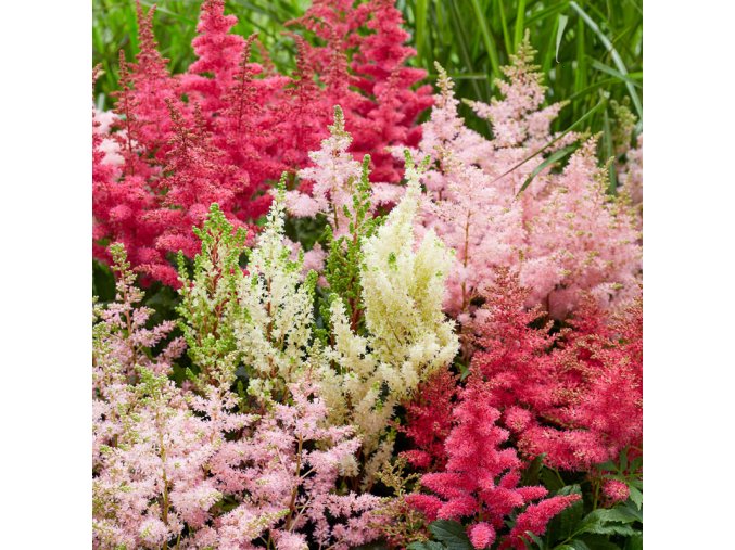 Astilbe Mix 2