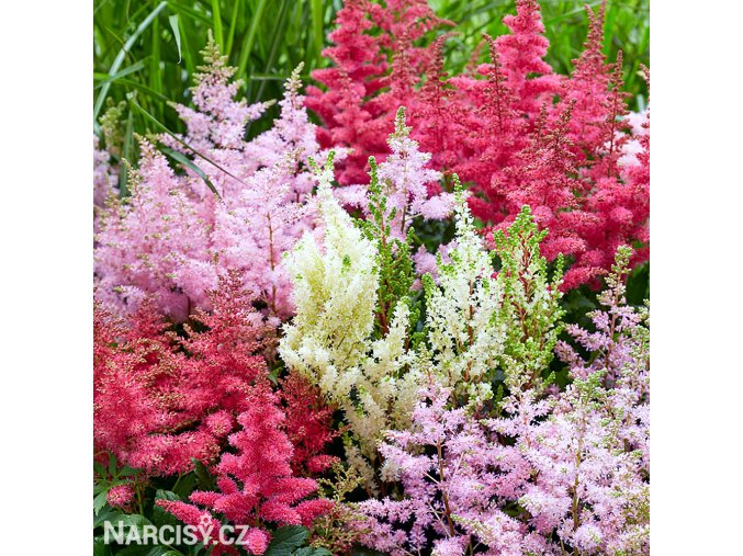 astilbe mix cechrava smes barev 1