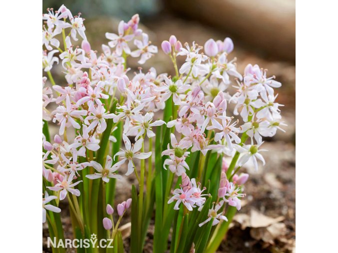 ruzova ladonka scilla rosea 1