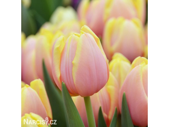 ruzovy tulipan mango charm 1