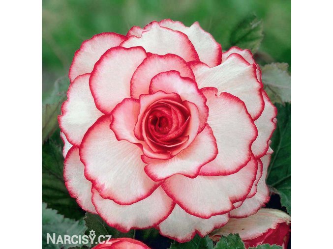 bilocervena begonie picotee white 1