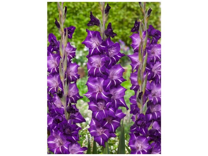Gladiol Hallowy 01