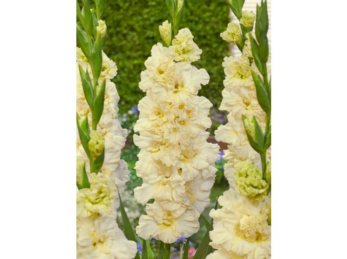 Gladiol Sweet Crystal 01