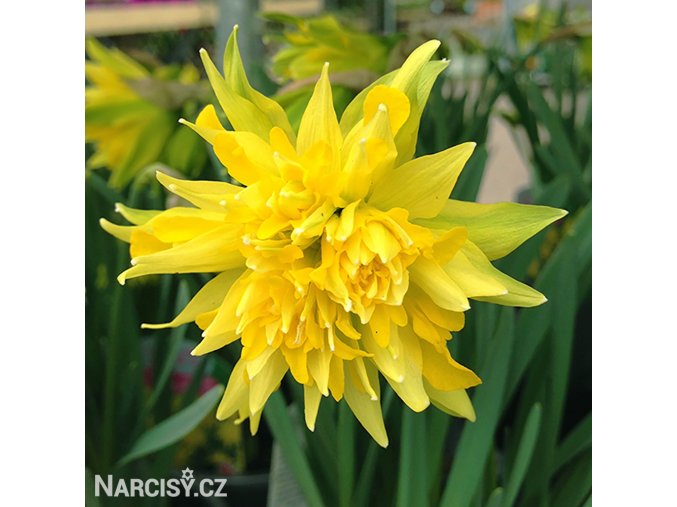 Narcis - Rip van winkle
