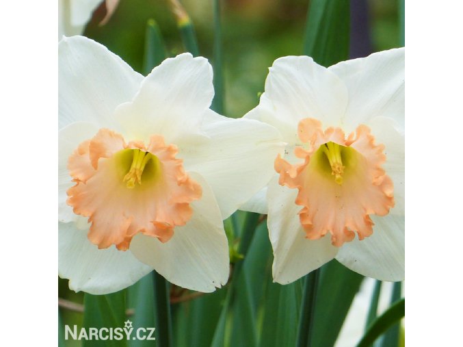 bílorůžový narcis salome 4