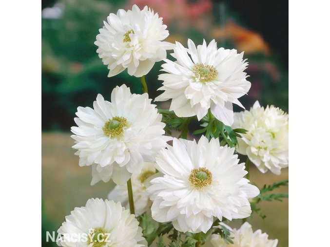 bila plnokveta sasanka anemone mount everest 4