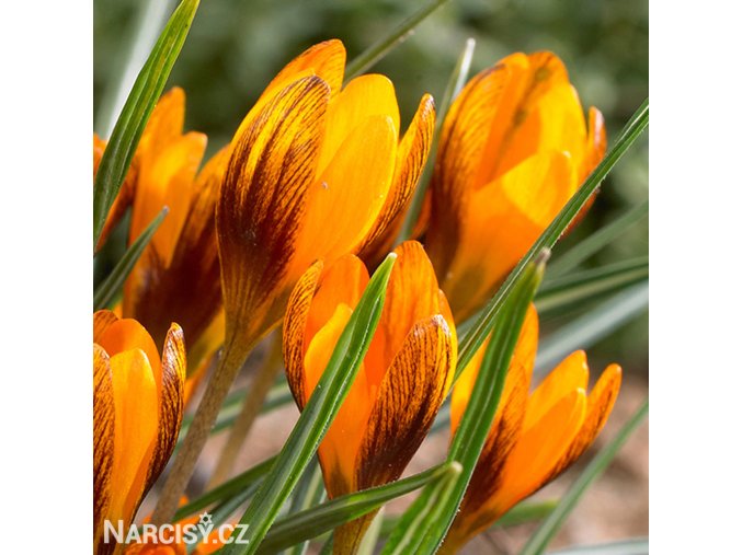 oranzovy krokus orange monarch 1