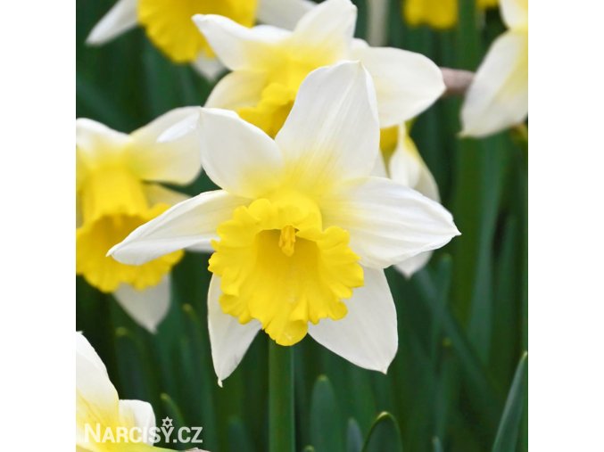 bilo zluty narcis janualy silver 1