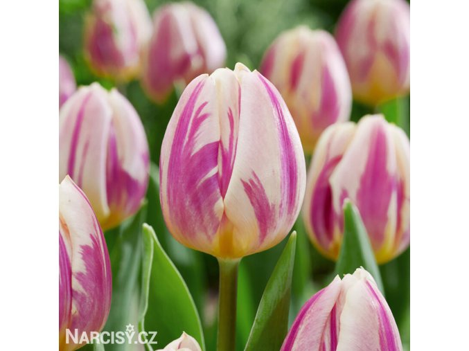 ruzovobily tulipan happy feet 1