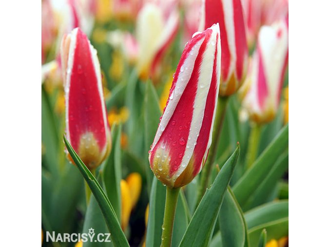 cervenobily tulipan the first 1