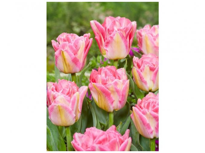 Tulipany Pink delight 3