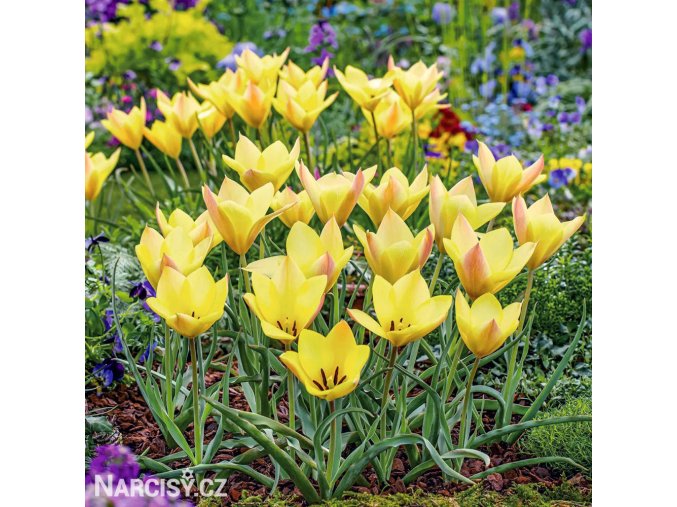 zluty tulipan honky tonk 1