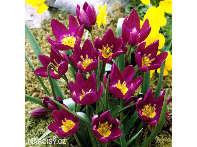 fialovy tulipan odalisque 1