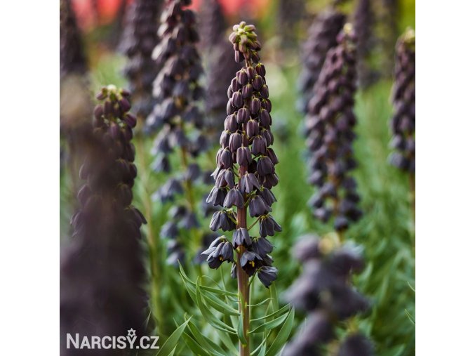 cerny rebcik fritillaria twin towers 1