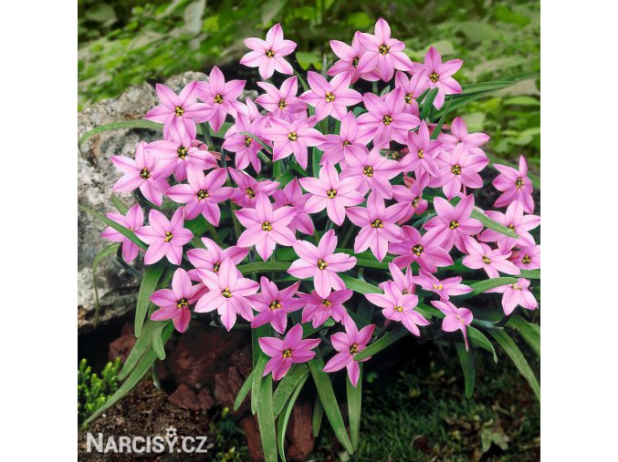 ipheion ruzovy 1