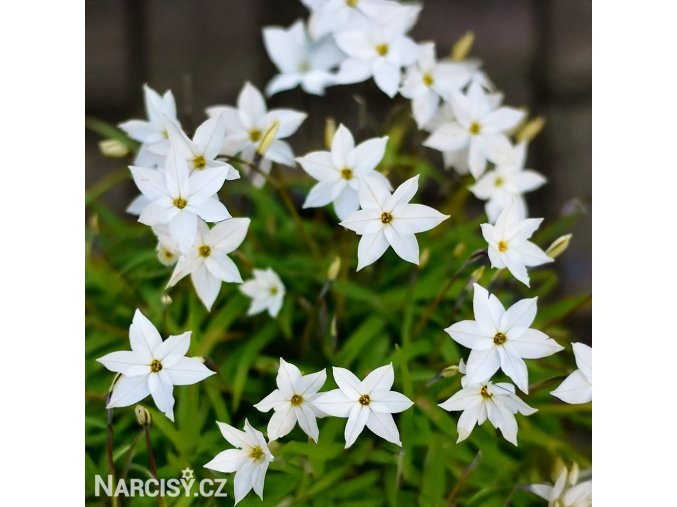 ipheion jarni hvezda bila 1