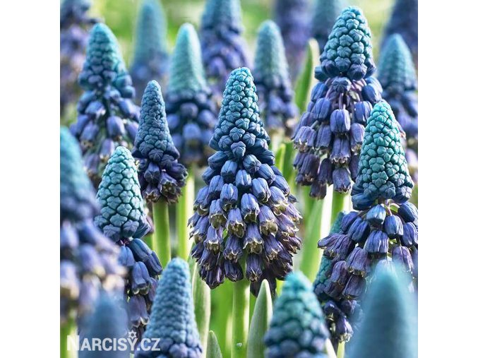 Obri Modrenec Bellevalia Pycnantha 1