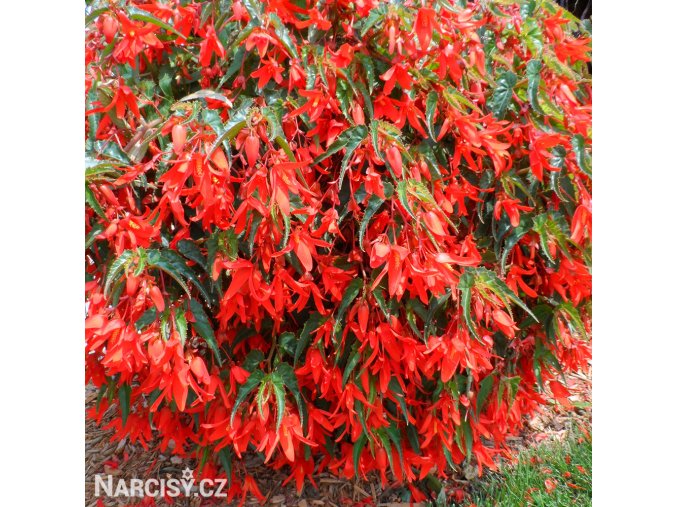 cervena previsla begonie bertinii santa cruz 1