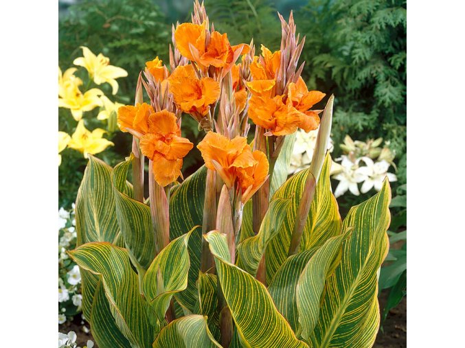 Canna Striata 01