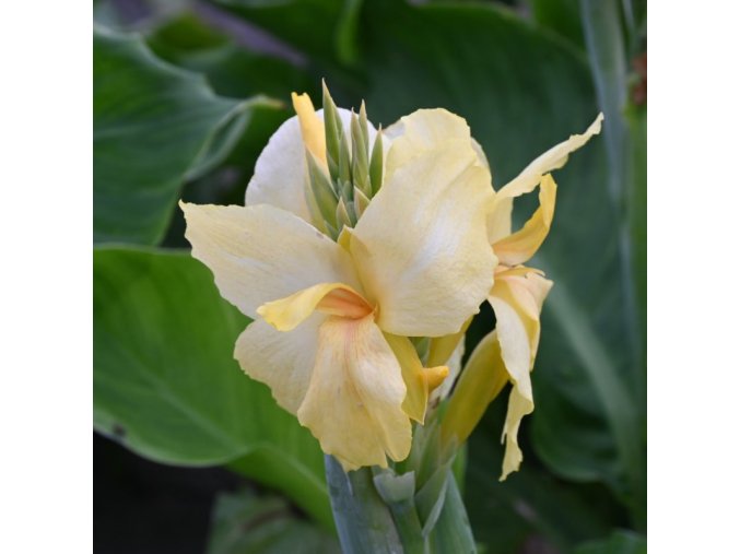 Dosna Vanilla Cream 01