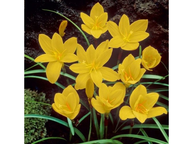 Zephyranthes yellow 1