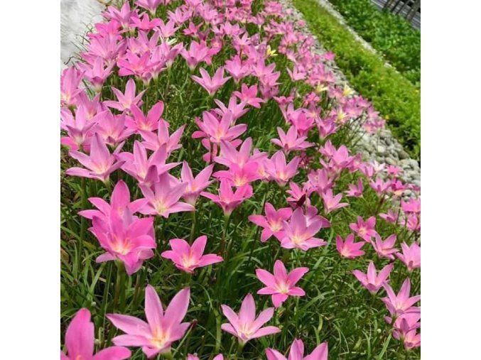 Zephyranthes rosea 3