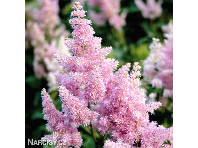 astilbe ruzova cechrava 1