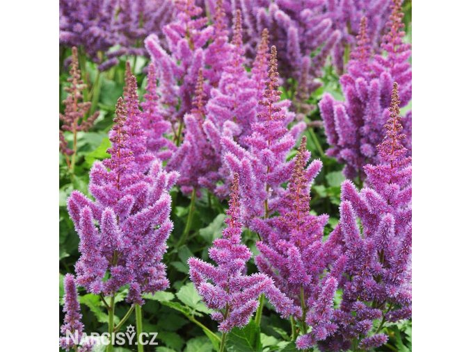 astilbe hyacintova cechrava 1