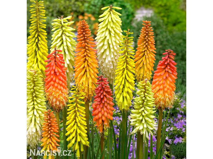 Kniphofia mix mnohokvet smes 1