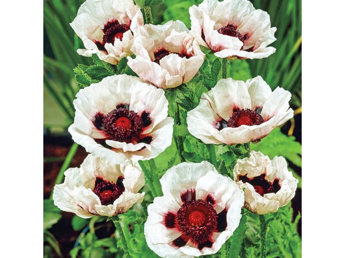 Papaver bílý 04