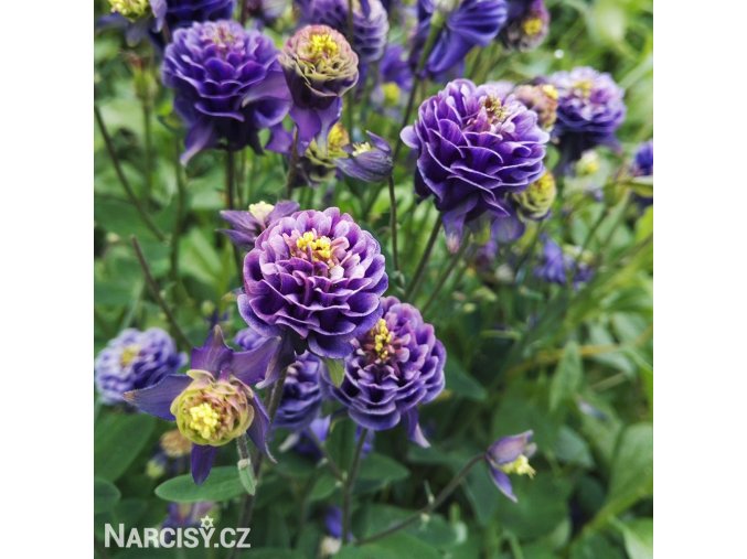 fialovy orlicek aquilegia christa barlow 4