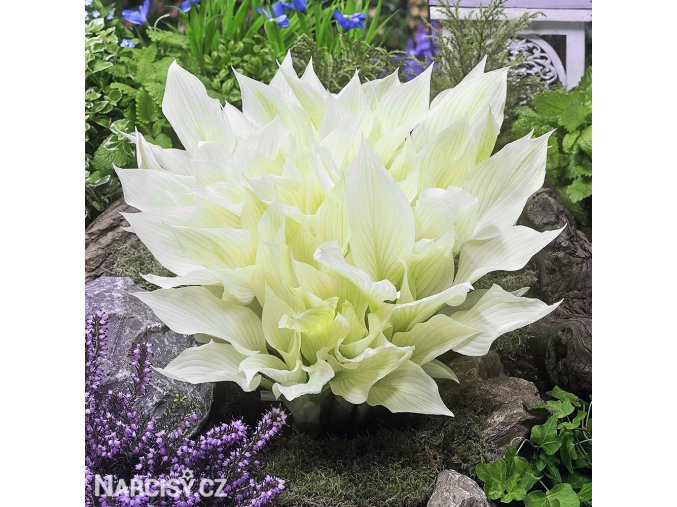 bohyska hosta white feather 1
